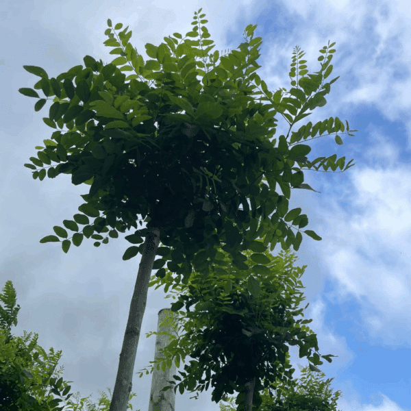 ROBINIA pseudoacacia 'Umbraculifera' – Image 5