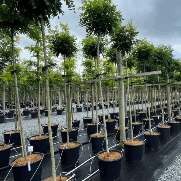 ROBINIA pseudoacacia 'Umbraculifera' – Image 3