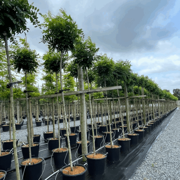 ROBINIA pseudoacacia 'Umbraculifera' – Image 6
