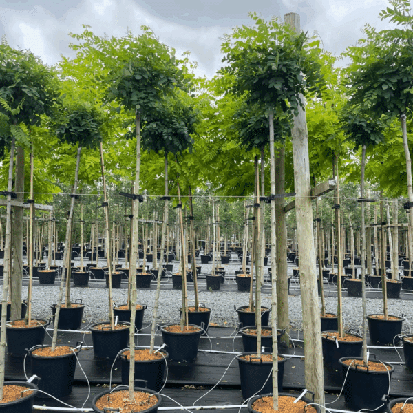 ROBINIA pseudoacacia 'Umbraculifera' – Image 2