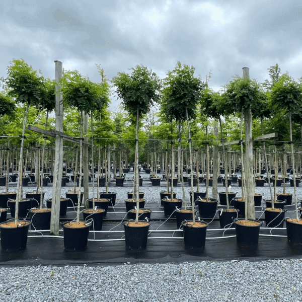 ROBINIA pseudoacacia 'Umbraculifera' – Image 7