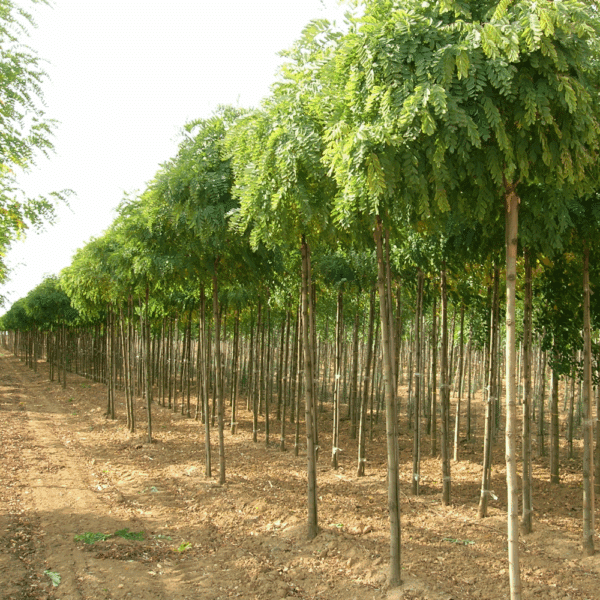 ROBINIA pseudoacacia 'Umbraculifera' – Image 8