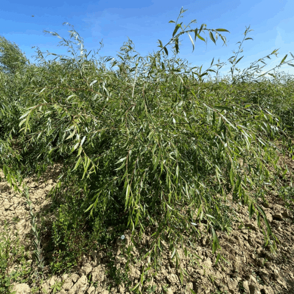 SALIX triandra – Image 3