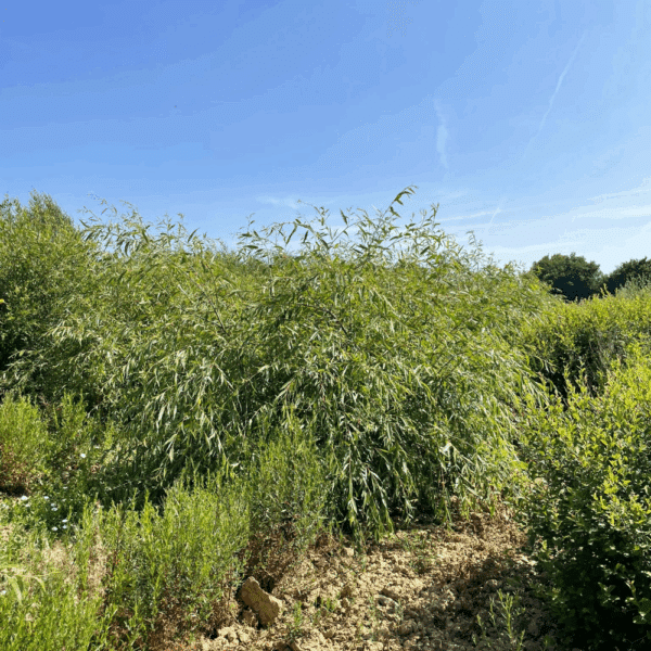 SALIX triandra – Image 2