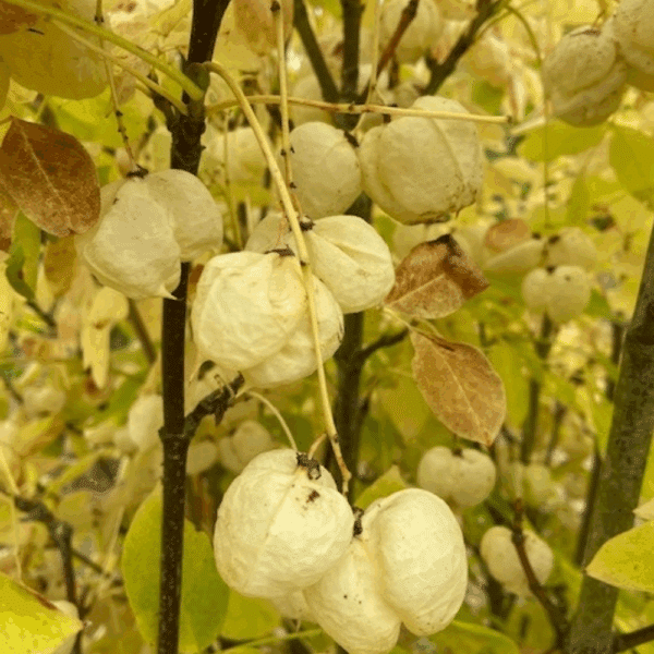 STAPHYLEA pinnata – Image 4