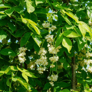 STAPHYLEA pinnata