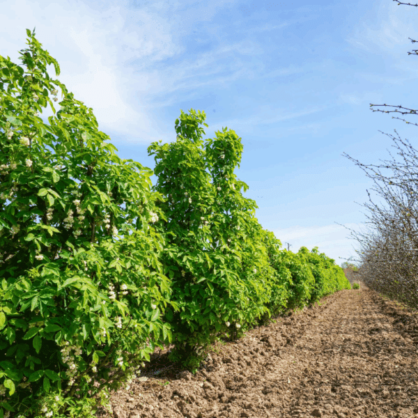 STAPHYLEA pinnata – Image 6