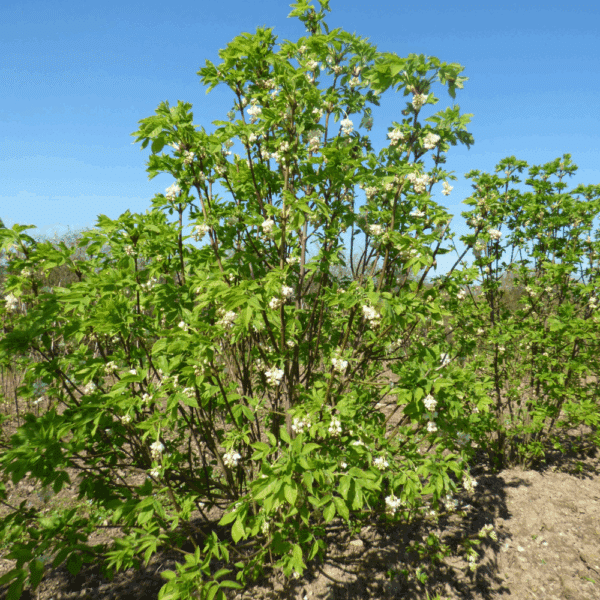 STAPHYLEA pinnata – Image 2