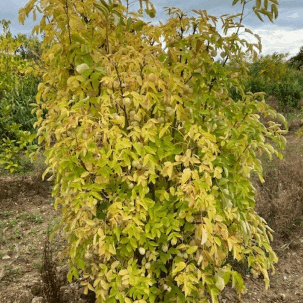 STAPHYLEA pinnata – Image 5