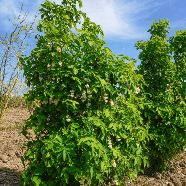 STAPHYLEA pinnata – Image 3