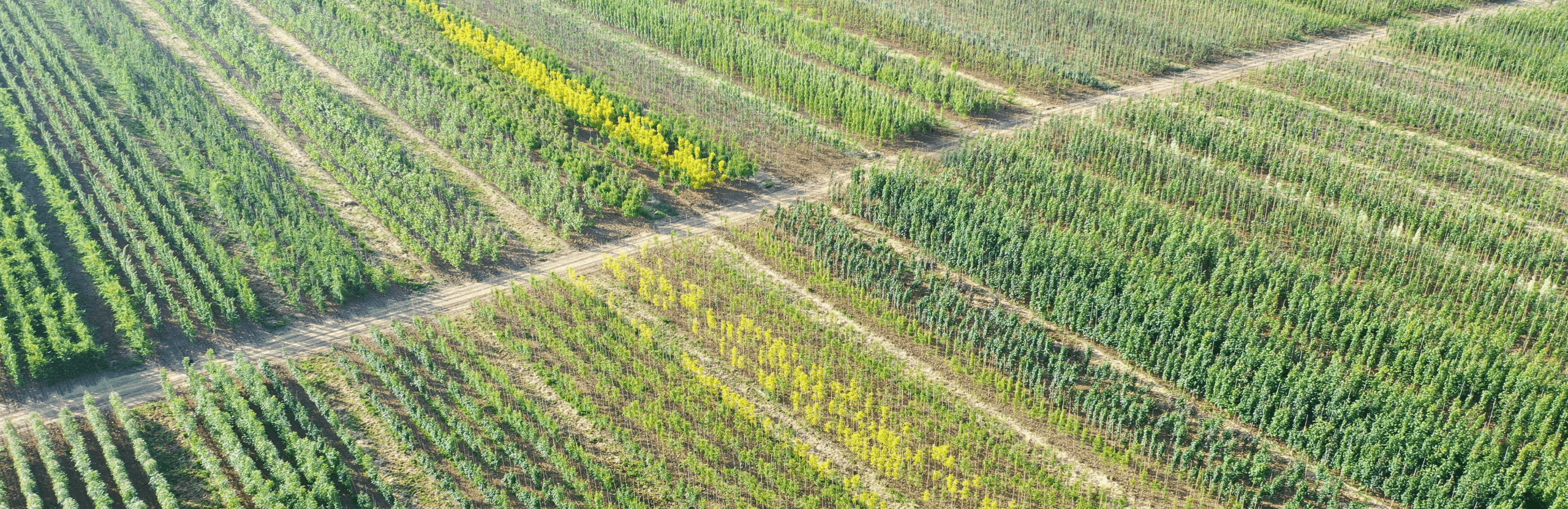 Arbres et Cépées