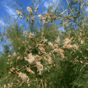 TAMARIX africana