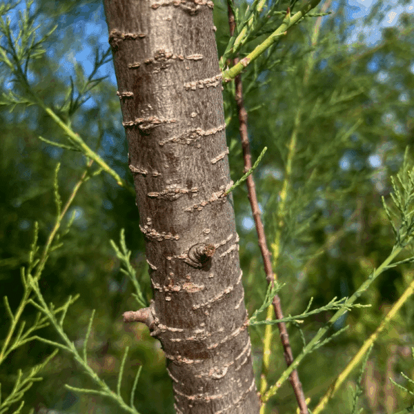 TAMARIX africana – Image 2