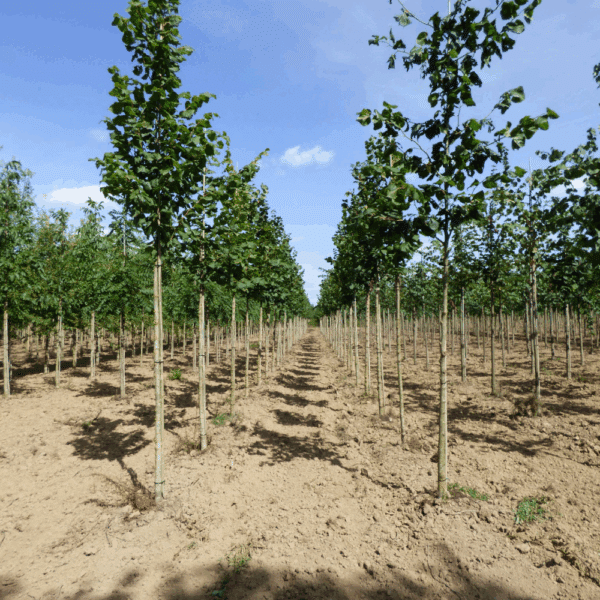TILIA x europaea 'Pallida' – Image 10