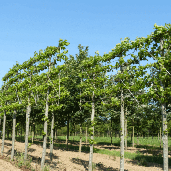 TILIA x europaea 'Pallida' – Image 3