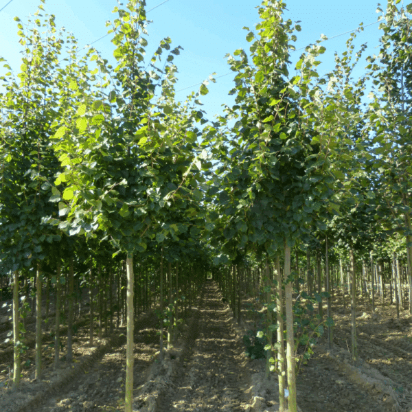 TILIA x europaea 'Pallida' – Image 7
