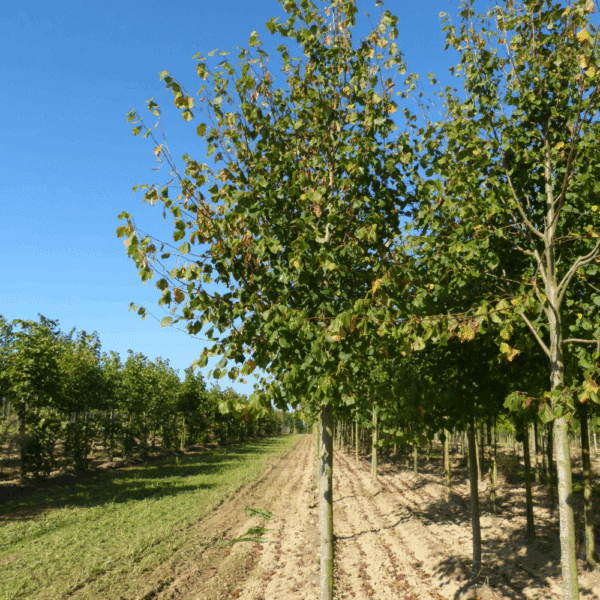 TILIA x europaea 'Pallida' – Image 4