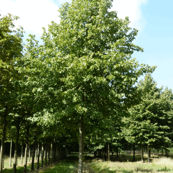 TILIA x europaea 'Pallida' – Image 8