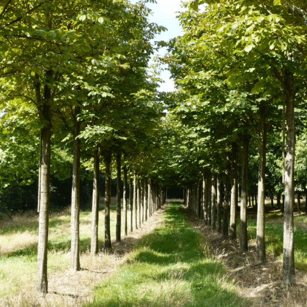 TILIA x europaea 'Pallida' – Image 2