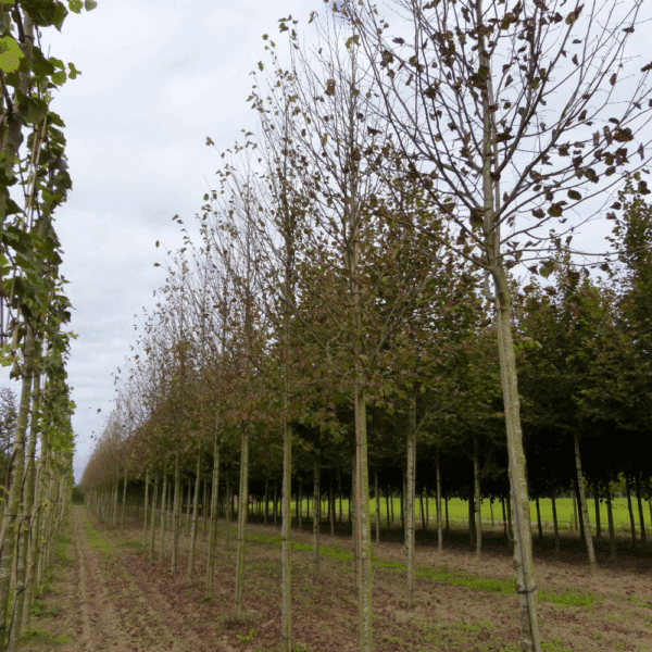 TILIA x europaea 'Pallida' – Image 9