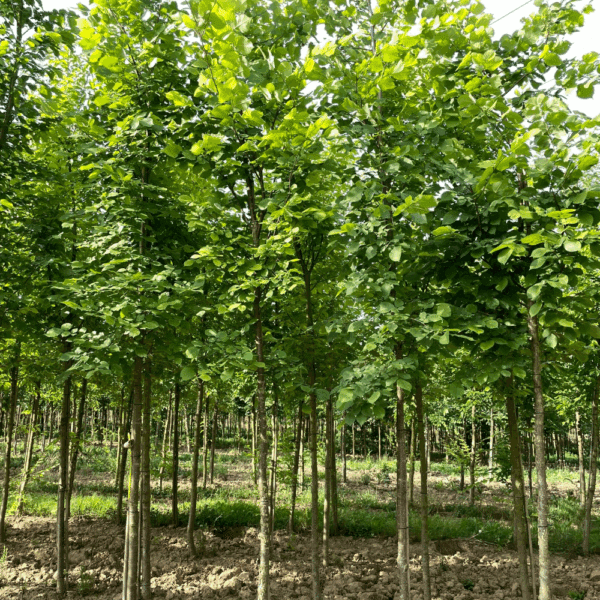 ULMUS laevis – Image 2