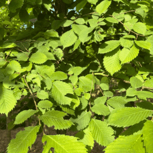 ULMUS laevis