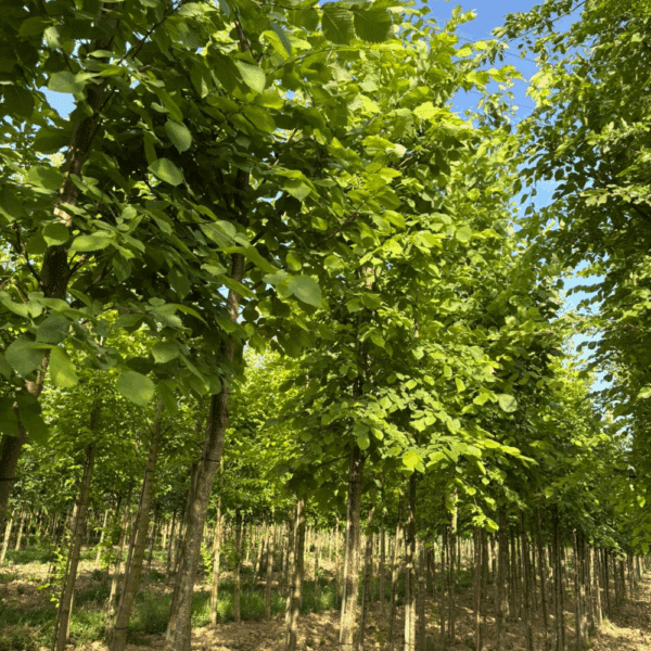 ULMUS laevis – Image 5