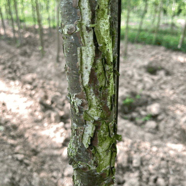 ULMUS laevis – Image 3