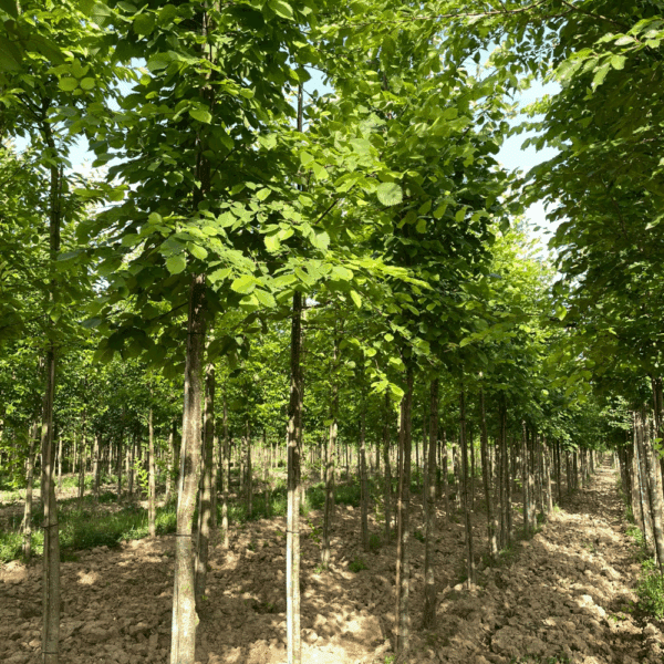 ULMUS laevis – Image 6