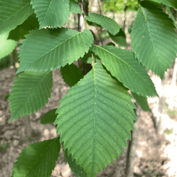 ULMUS laevis – Image 4