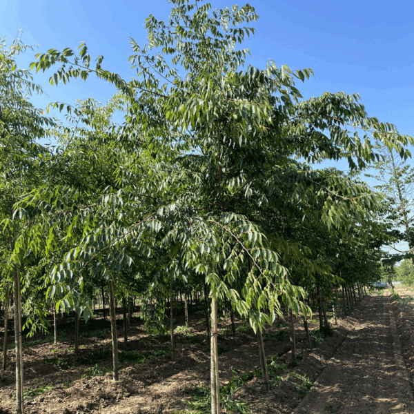 ZELKOVA serrata 'Urban ruby' – Image 3