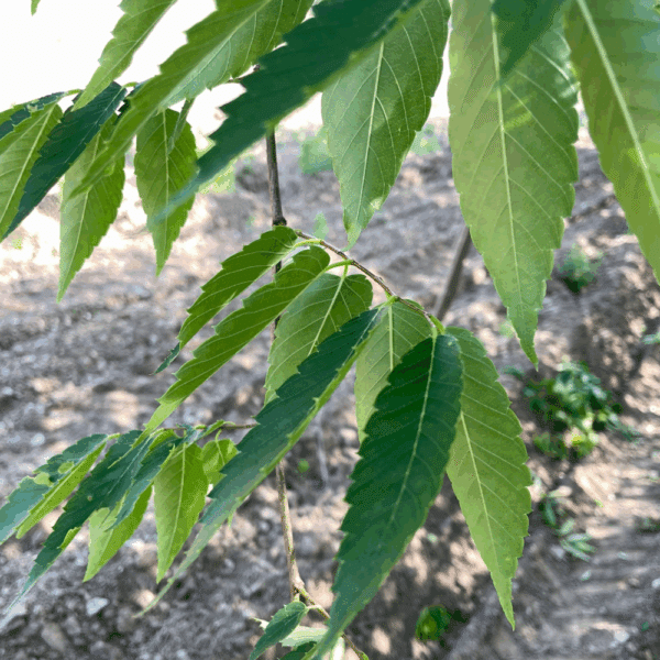 ZELKOVA serrata 'Urban ruby' – Image 4