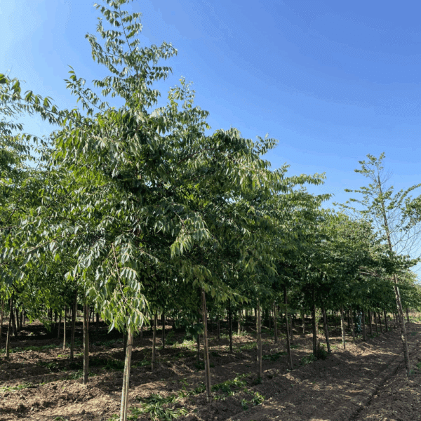 ZELKOVA serrata 'Urban ruby' – Image 5