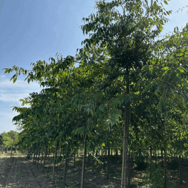 ZELKOVA serrata 'Urban ruby' – Image 8