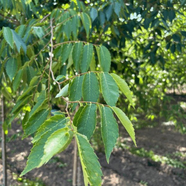 ZELKOVA serrata 'Urban ruby' – Image 6