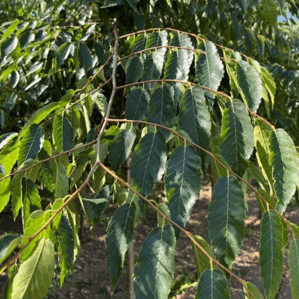 ZELKOVA serrata 'Urban ruby' – Image 2