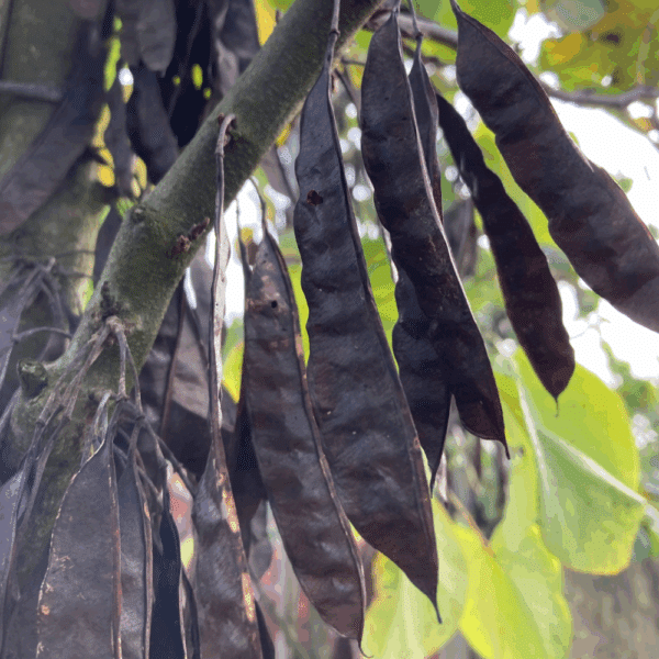 CERCIS siliquastrum – Image 3