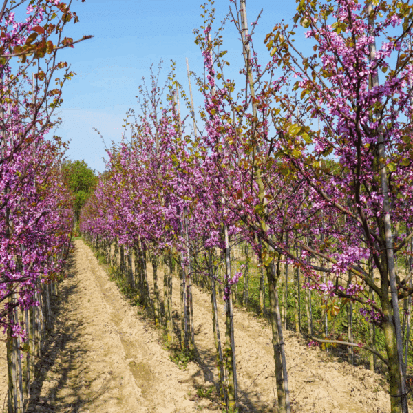 CERCIS siliquastrum – Image 7