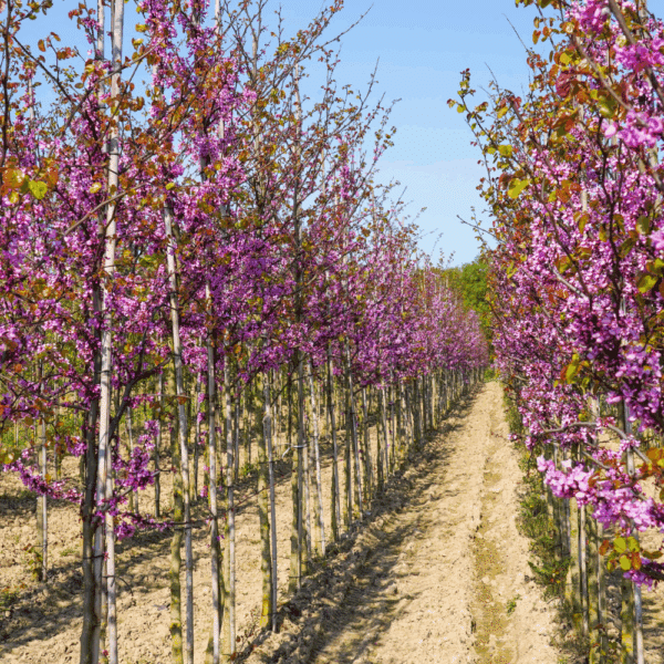 CERCIS siliquastrum – Image 2