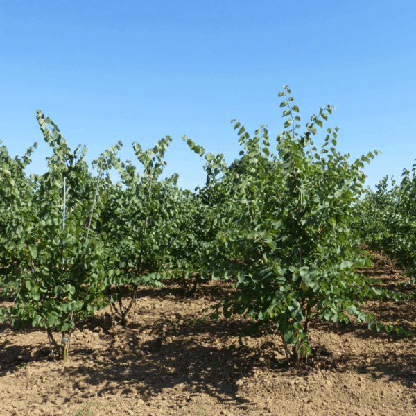 CERCIS siliquastrum – Image 8