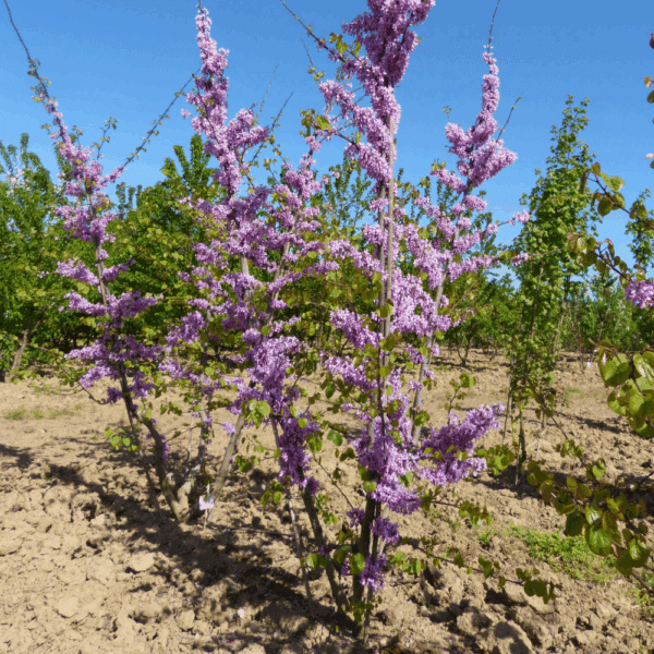 CERCIS siliquastrum – Image 4