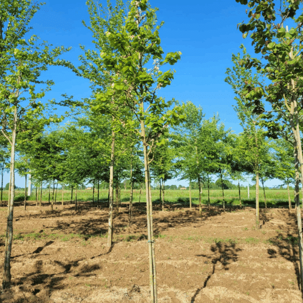 CERCIS siliquastrum 'Alba' – Image 2