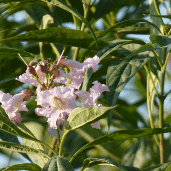 CHITALPA x tashkentensis SUMMER BELLS® 'Minsum' – Image 2