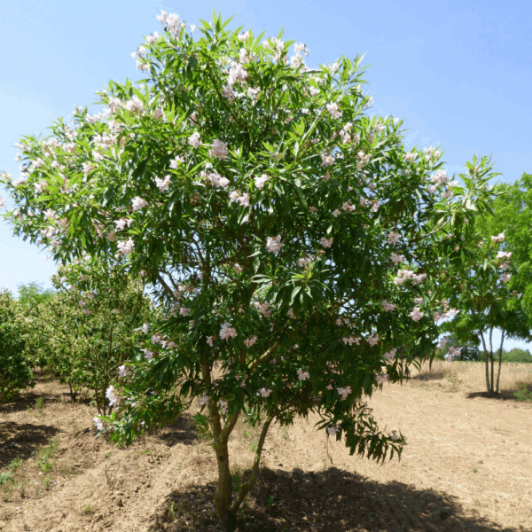 CHITALPA x tashkentensis SUMMER BELLS® 'Minsum' – Image 3