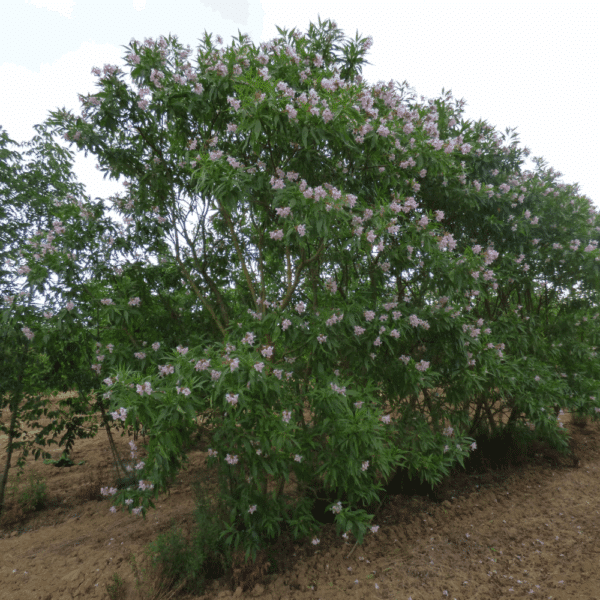 CHITALPA x tashkentensis SUMMER BELLS® 'Minsum' – Image 7