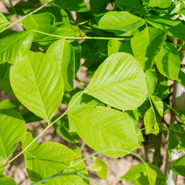 CLADRASTIS kentukea