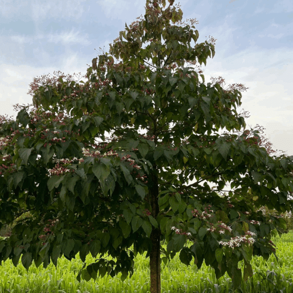 CLERODENDRUM trichotomum – Image 3