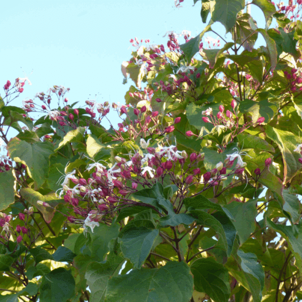 CLERODENDRUM trichotomum – Image 4