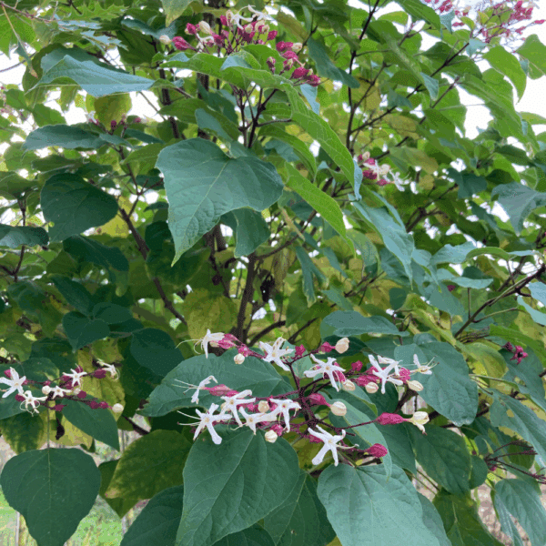 CLERODENDRUM trichotomum – Image 2