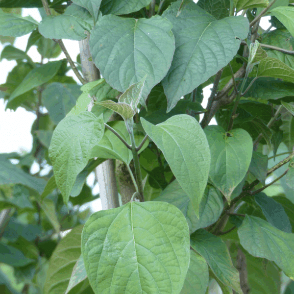 CLERODENDRUM trichotomum – Image 8